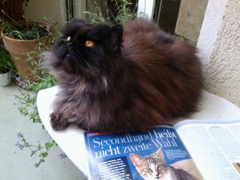 Zeidan Bild von Zeidan