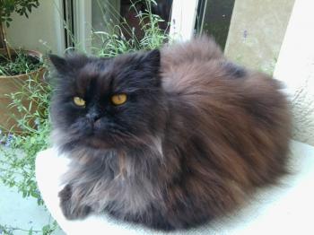 Zeidan Bild von Zeidan