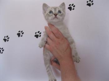 Stuart Bild von Stuart