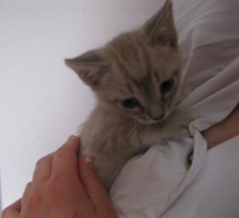 Stuart Bild von Stuart