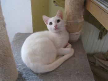 Bild von Schneeflöckchen