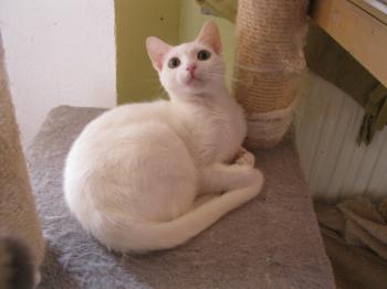 Bild von Schneeflöckchen