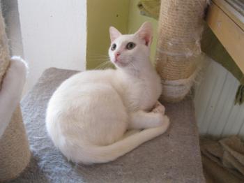 Bild von Schneeflöckchen