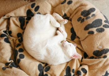 Bild von Schneeflöckchen