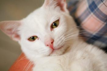 Bild von Schneeflöckchen