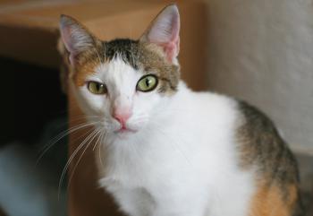 Polly Bild von Polly