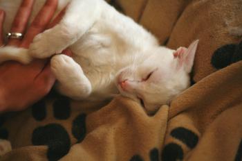 Bild von Schneeflöckchen