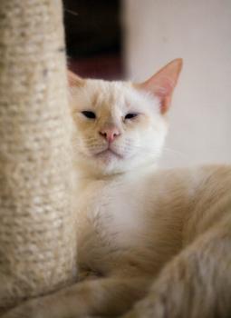 Muffin, Cashew Luna Bild von Cashew