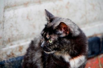 Misako Bild von Misako