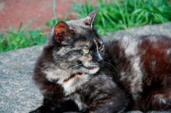 Misako Bild von Misako