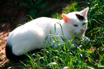 Suiss Bild von Suiss