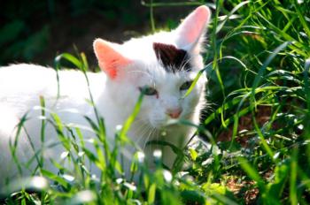 Suiss Bild von Suiss