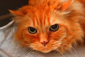 Tiby Bild von Tiby