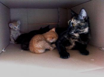 Tanis Bild von Tanis