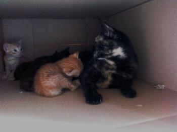 Tanis Bild von Tanis