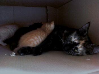 Tanis Bild von Tanis