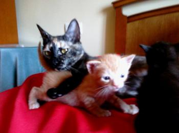 Tanis Bild von Tanis