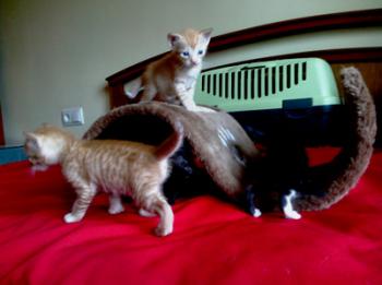 Tanis Bild von Tanis