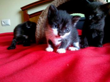 Tanis Bild von Tanis