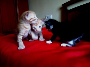 Tanis Bild von Tanis