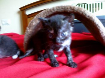 Tanis Bild von Tanis