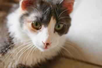 Bild von Trikinina