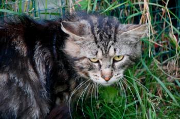 Bild von Sawyer