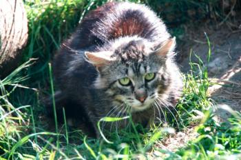 Bild von Sawyer