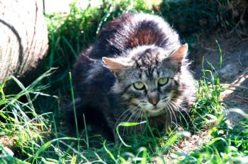 Bild von Sawyer