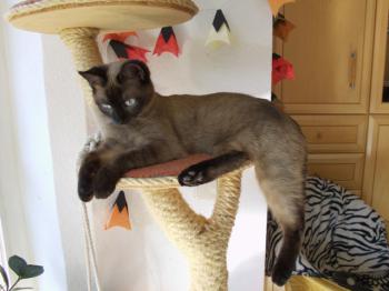 Bambu Bild von Bambu