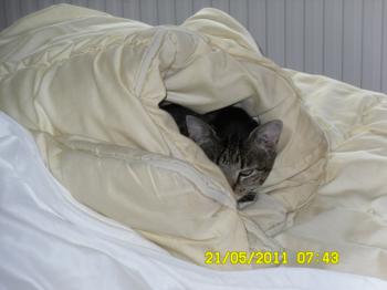 Cutie Pie Bild von Cutie Pie