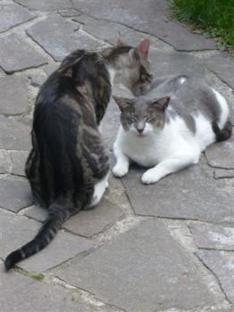 Bonita Bild von Bonita