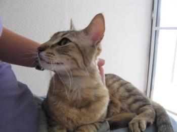 Cusi Bild von Cusi