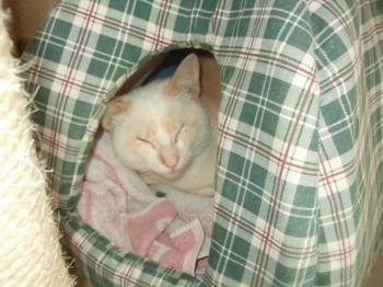 Bild von Muffin