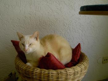 Bild von Muffin