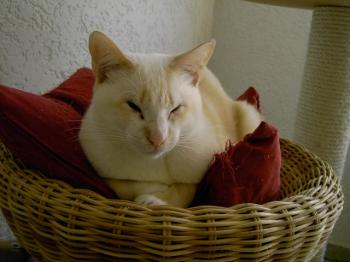 Bild von Muffin