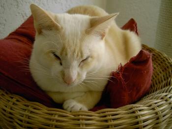 Bild von Muffin