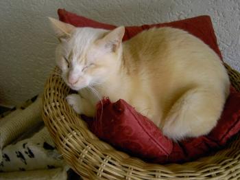 Bild von Muffin