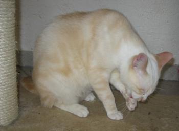 Bild von Muffin