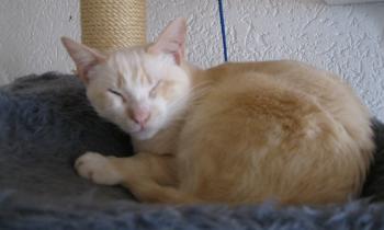 Bild von Muffin