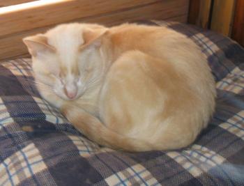 Bild von Muffin