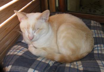 Bild von Muffin