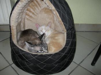 Bild von Muffin