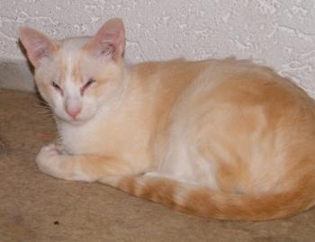 Bild von Muffin