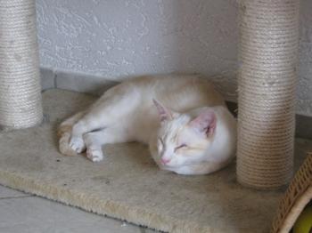 Bild von Muffin