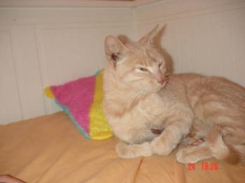 Kitty Bild von Linda