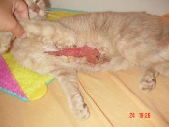 Kitty Bild von Linda