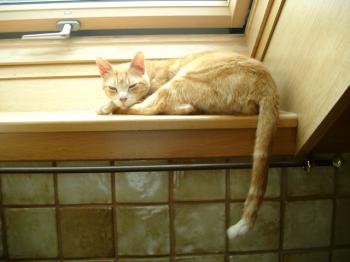Bild von Rosso