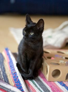 Bild von Bagheera