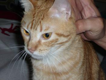 Bild von Dilios
